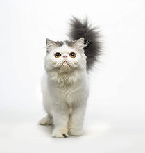Load image into Gallery viewer, Eye Envy Tear Stain Remover Solution for Cats|100% Natural and Safe|Recommended by Breeders/vets/cat fanciers/Groomers|Contains colloidal Silver|Remove Stains from Fur on Persians and Exotics, 8oz
