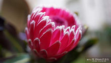 Load image into Gallery viewer, Sony FE 20mm F1.8 G Full-Frame Large-Aperture Ultra-Wide Angle G Lens, Model: SEL20F18G
