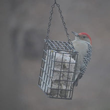 Load image into Gallery viewer, C&amp;S Wild Bird High Energy Suet Treat 56 Ounces, 6 Pack
