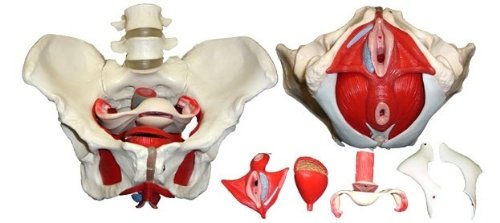 Wellden Product Medical Anatomical Female Pelvis Model with Removable Organs, 6-Part, Life Size