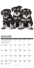 Load image into Gallery viewer, Just Schnauzer Puppies 2022 Wall Calendar (Dog Breed)
