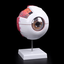 Load image into Gallery viewer, Jiulonerst Human Anatomical Eyeball Model,Medical Learning Aid Teaching Instrument Education Supplies Teaching Equipment
