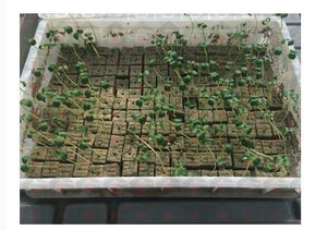 1.5 inch Rockwool/Stonewool Grow Cubes Starter Sheets for Cuttings, Cloning, Plant Propagation, Seed Starting Hydroponic Grow Media Growing Medium for Vigorous Plant Growth (28, 1.5)