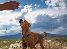 Load image into Gallery viewer, BIXBI Hip &amp; Joint Support Salmon Jerky Dog Treats, 4 oz - USA Made Grain Free Dog Treats - Glucosamine, Chondroitin for Dogs - High in Protein, Antioxidant Rich, Whole Food Nutrition, No Fillers
