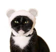 Load image into Gallery viewer, Kitan Club Cat Cap - Pet Hat Blind Box Includes 1 of 6 Cute Styles - Soft, Comfortable - Authentic Japanese Kawaii Design - Animal-Safe Materials, Premium Quality (Bear)
