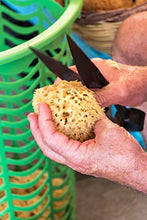 Load image into Gallery viewer, Natural Baby Bath Sea Sponge for Bathing - Grown in The U.S.A. - 4 Inch Super Soft Bath Sponge for Newborn Baby Infant
