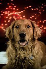 Load image into Gallery viewer, Shelter Pets: Stitch The Dog - 10" Golden Retriever Plush Toy Stuffed Animals - Based on Real-Life Adopted Pets - Benefiting The Puppy and Dogs Animal Shelters They were Adopted from - Plushies
