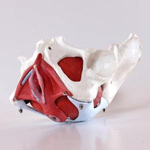 Wellden Product Medical Anatomical Female Pelvis Model with Removable Organs, 6-Part, Life Size