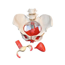 Load image into Gallery viewer, Wellden Product Medical Anatomical Female Pelvis Model with Removable Organs, 6-Part, Life Size
