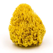 Load image into Gallery viewer, Natural Baby Bath Sea Sponge for Bathing - Grown in The U.S.A. - 4 Inch Super Soft Bath Sponge for Newborn Baby Infant
