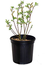 Load image into Gallery viewer, American Beauties Native Plants - Salix Discolor (Pussy Willow) Shrub, #2 - Size Container
