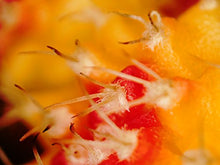 Load image into Gallery viewer, Celestron 44314 FlipView Handheld LCD Microscope (Grey)
