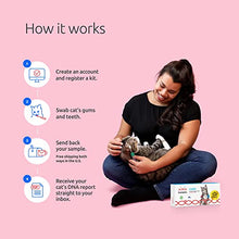 Load image into Gallery viewer, Basepaws Cat DNA Test | Breed + Health + Dental Report | Top Cat Breeds &amp; 115 Health &amp; Trait Markers | As Seen On Shark Tank
