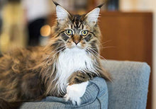 Load image into Gallery viewer, Nulo Freestyle Freeze-Dried Raw, Ultra-Rich Grain-Free Dry Cat Food for All Breeds and Life Stages with BC30 Probiotic for Digestive and Immune Health
