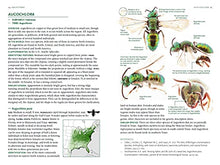 Load image into Gallery viewer, Common Bees of Eastern North America (Princeton Field Guides, 123)
