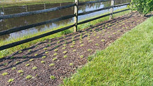 Load image into Gallery viewer, Zoysia Plugs - 100 Large Plugs, Drought Tolerant, Low Maintenance
