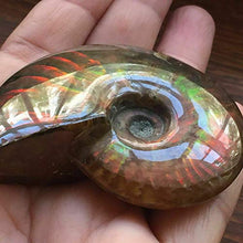 Load image into Gallery viewer, New Natural Iridescent Ammonite Ammolite Facet Specimen Fossil Madagascar 35MM
