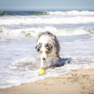 Hyper Pet Dog Ball Launcher, Dog Ball Thrower-Interactive Dog Toys (Load & Launch Tennis Balls for Dogs to Fetch) [Best Dog Ball Launcher Dog Toys for Large, Medium & Small Dogs] 3 Styles Available