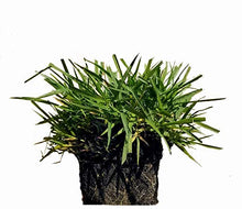 Load image into Gallery viewer, Zoysia Plugs - 100 Large Plugs, Drought Tolerant, Low Maintenance
