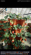 Load image into Gallery viewer, Mr. Stacky 5-Tier Strawberry Planter Pot, 5 Pots
