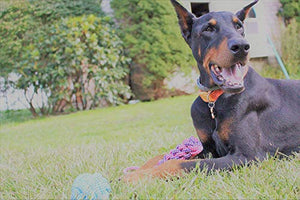 BK PRODUCTS LLC Dog Toys - 13 Puppy Dog Rope Toys - Chew Toy for Puppy Small and Medium Dogs - Puppy Chew Toys - Dog Toy Pack - Set of 13 Chew Toys and Teething Toys with Bonus Storage Bag
