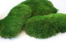 Load image into Gallery viewer, Supermoss Mood Moss Preserved Natural Green 1200cuin
