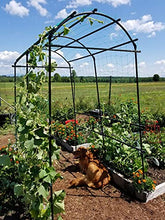 Load image into Gallery viewer, Gardener’s Supply Company Extra Tall Garden Arch Arbor 80in Titan Squash Tunnel | Lightweight Metal Garden Arch Trellis Plant Stand for Climbing Vines | Outdoor Lawn Tower &amp; Garden Support Structure
