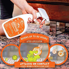Load image into Gallery viewer, ANGRY ORANGE 24 oz Ready-to-Use Citrus Pet Odor Eliminator Pet Spray &amp; Enzyme Stain Cleaner &amp; Pet Odor Eliminator- Urine Remover and Carpet Deodorizer for Dogs and Cats
