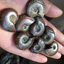 Load image into Gallery viewer, New Natural Iridescent Ammonite Ammolite Facet Specimen Fossil Madagascar 35MM

