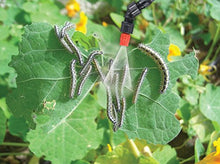 Load image into Gallery viewer, SOLO 430-2G Handheld Sprayer Farm &amp; Landscape, 2-Gallon, White
