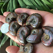 Load image into Gallery viewer, New Natural Iridescent Ammonite Ammolite Facet Specimen Fossil Madagascar 35MM
