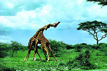 Load image into Gallery viewer, Serengeti-Metallbox
