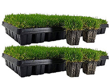 Load image into Gallery viewer, Zoysia Plugs - 100 Large Plugs, Drought Tolerant, Low Maintenance
