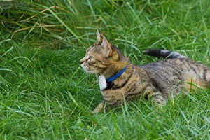 Cat Tracker RF Finder Longest Range up to 1600 ft lightest pet Safety Tracking Device only 0.28oz Small Pets Dog Girafus Pro-Track-tor Pet Tracker
