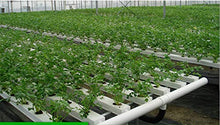 Load image into Gallery viewer, 1.5 inch Rockwool/Stonewool Grow Cubes Starter Sheets for Cuttings, Cloning, Plant Propagation, Seed Starting Hydroponic Grow Media Growing Medium for Vigorous Plant Growth (28, 1.5)
