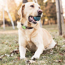 Load image into Gallery viewer, Whistle FIT - Pet Health and Fitness Tracker - Nutrition, and Activity Tracking, Waterproof, Monitors Licking, Scratching, Drinking, and Sleeping - Not a GPS, for Dogs

