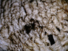 Load image into Gallery viewer, Celestron 44314 FlipView Handheld LCD Microscope (Grey)
