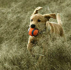 Chuckit! Ultra Ball Dog Toy, Various Sizes