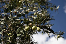 Load image into Gallery viewer, EXAU Italian Extra Virgin Olive Oil - Polyphenol Rich Olive Oil Made in Italy - Non GMO, Cold Pressed Olive Oil for Cooking - 2022 Harvest - DUE² Gourmet Olive Oil Gift Set with Lina &amp; Turi, 16.9 fl. oz. x 2
