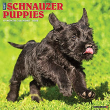 Load image into Gallery viewer, Just Schnauzer Puppies 2022 Wall Calendar (Dog Breed)
