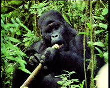 Load image into Gallery viewer, Serengeti-Metallbox
