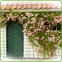 Load image into Gallery viewer, De-Bird: Trellis Netting for Climbing Garden Plants, Grow Garden Flowers, Green Pea and Vine Plants

