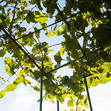 Load image into Gallery viewer, Pack of 25 Garden Stakes Sturdy Plant Sticks Plastic Coated Plant Stakes Support Metal Tomato Stakes for Cucumber, Strawberry, Beans, Trees (48 Inch)
